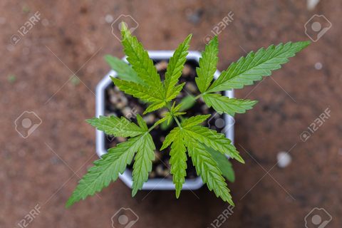 OG Kush