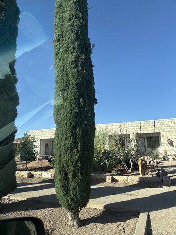 Italian Cypress