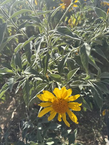 Mexican Sunflower