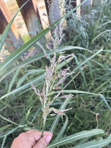 Switchgrass