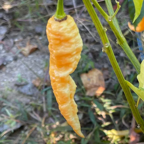 Jay's Peach Ghost Scorpion Pepper