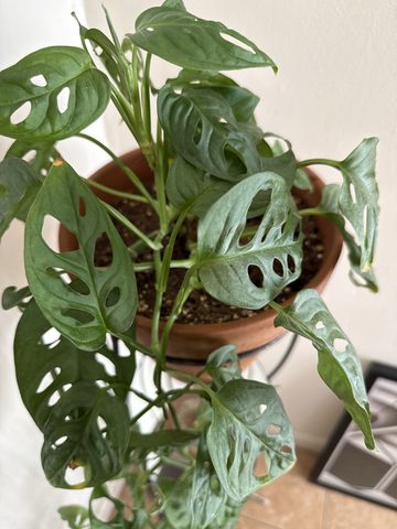 Monstera adansonii