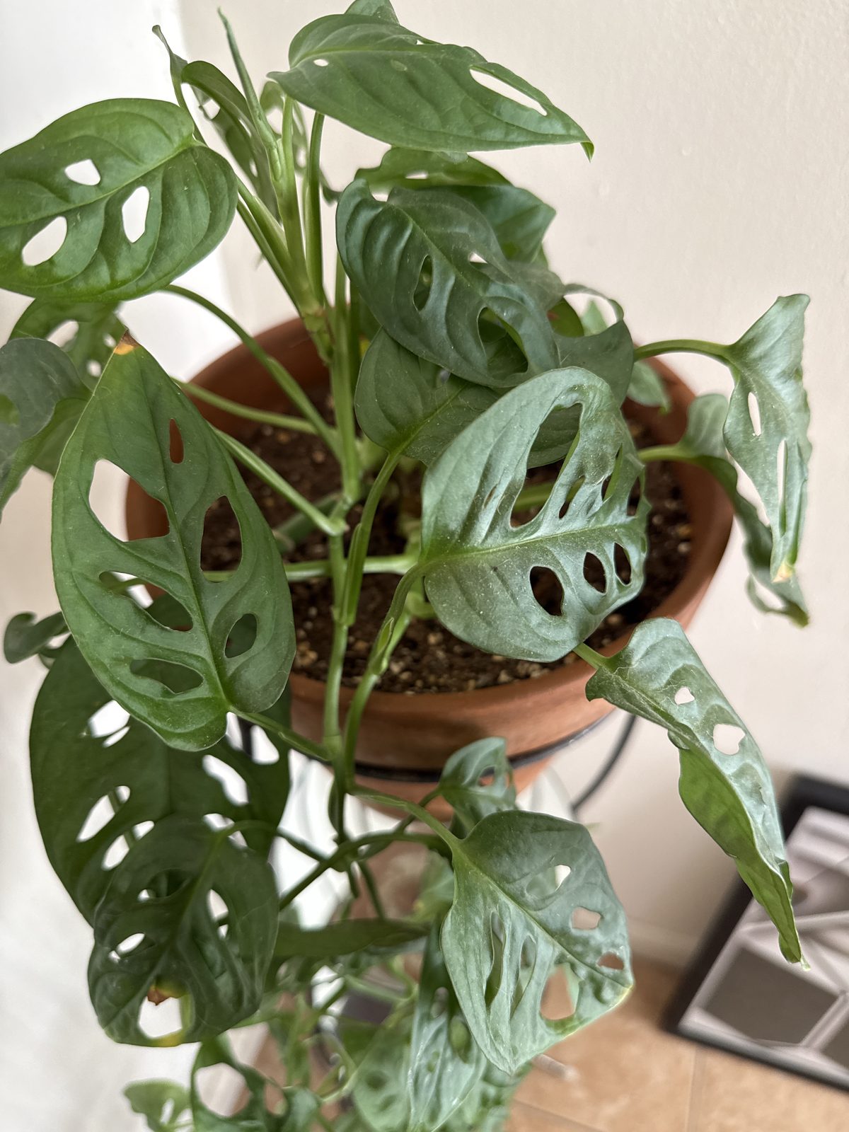 Monstera adansonii
