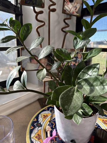 Zamiifolia