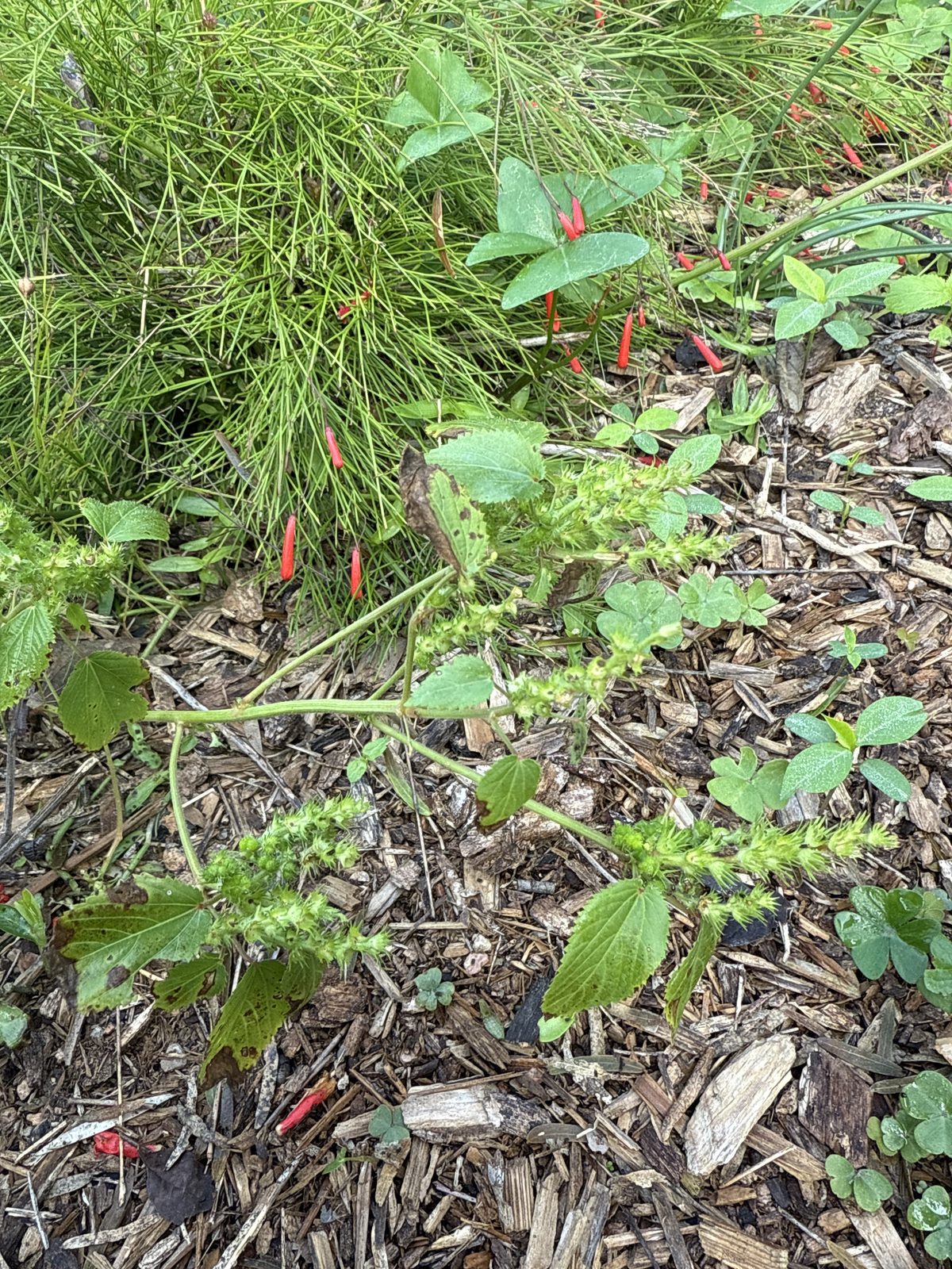 Cigar Flower